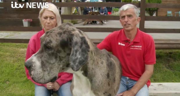 Major with his owners, Brian and Julie Williams from south Wales. Photo / itv NEWS